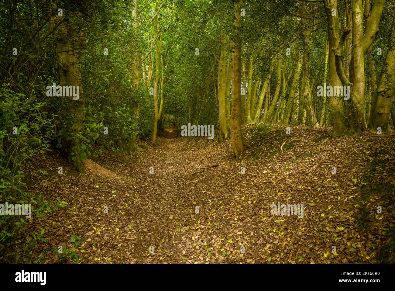 An ancient hollow way footpath. Stock Photo
