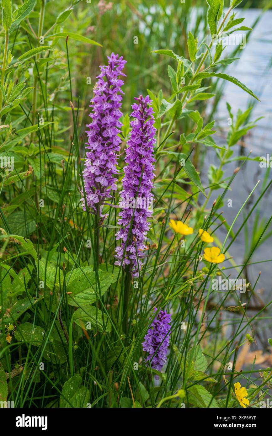 Common Spotted orchids growing near a pond. Stock Photo