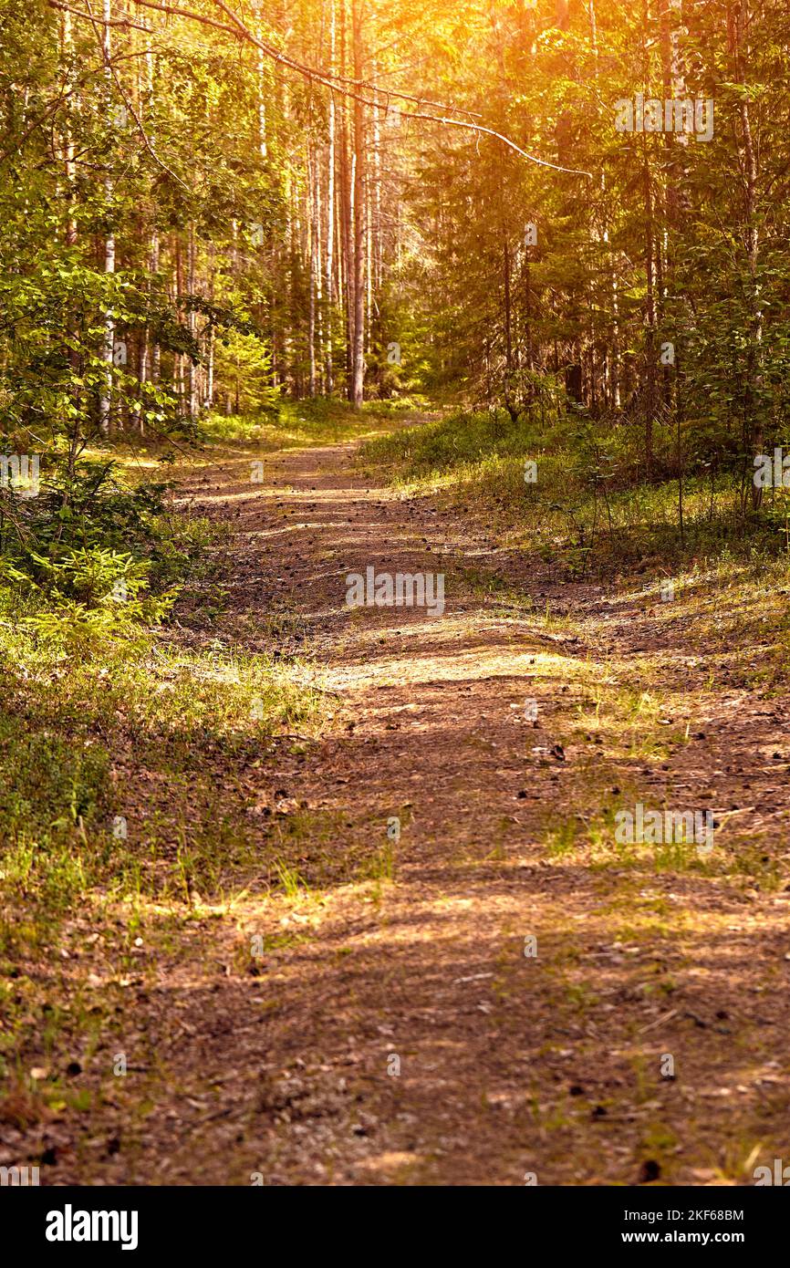 Beautiful landscape of pine forest in summer day. The tall trees of the ...