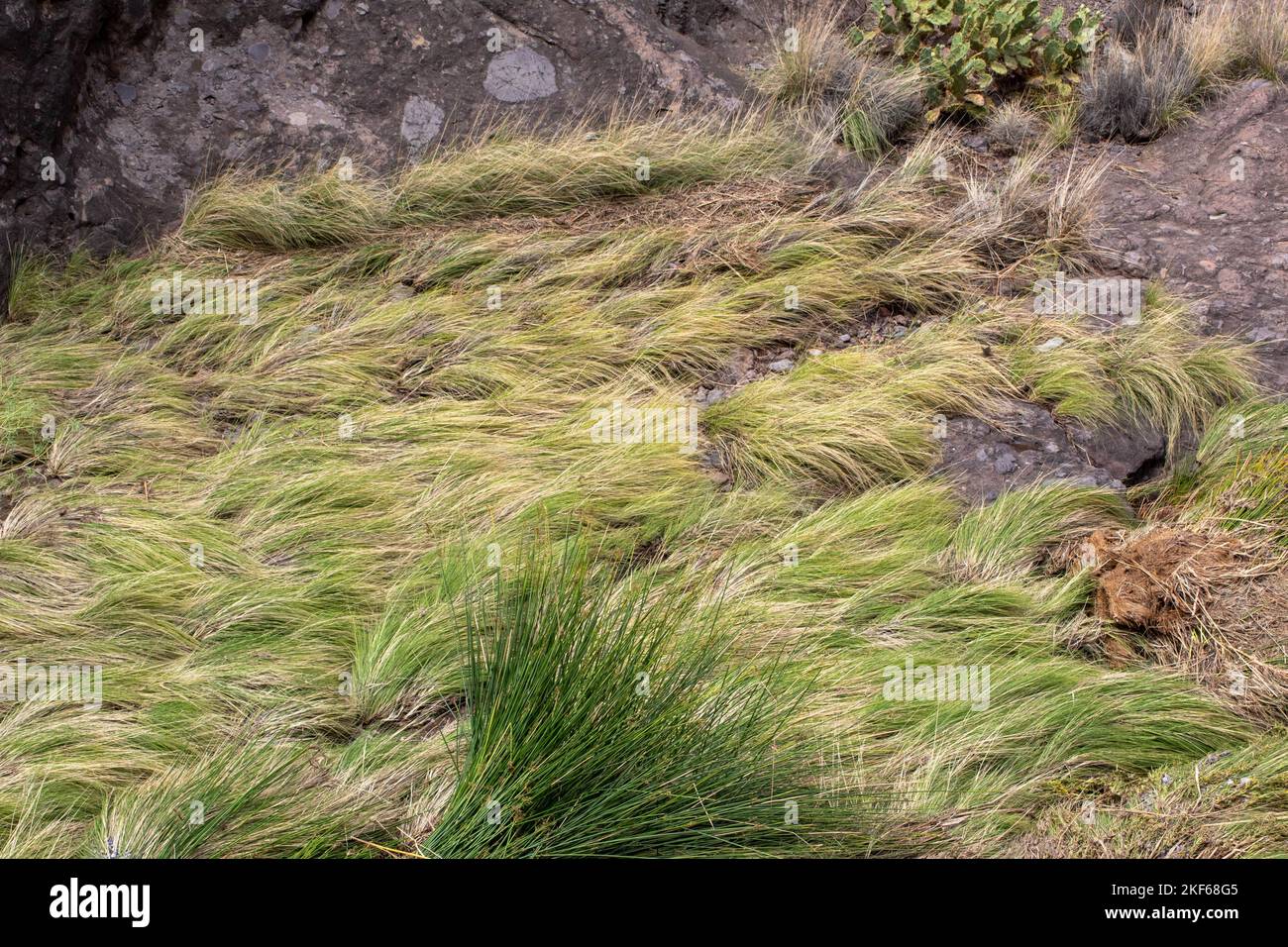 The high-angle view of Sporobolus pumilus plants in the wilderness Stock Photo