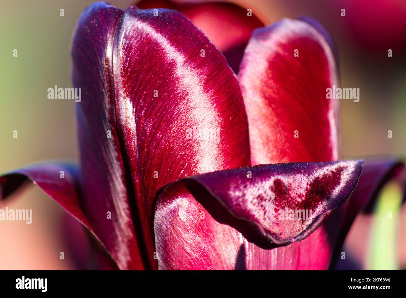 Close-up of a dark purple tulip Stock Photo