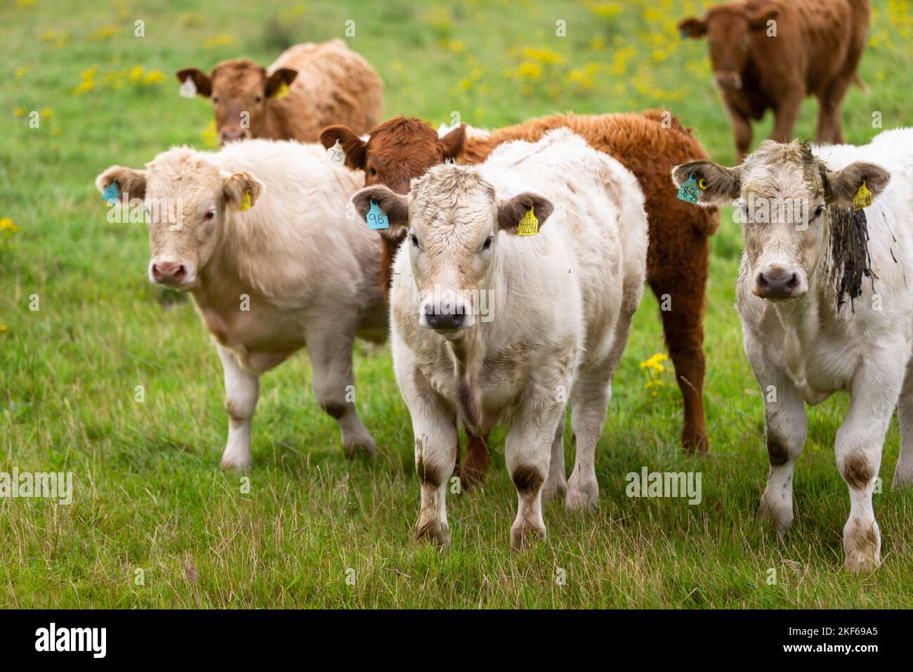 Cattle with tag on the ears on a farm in Scotland, UK, 202 Stock Photo