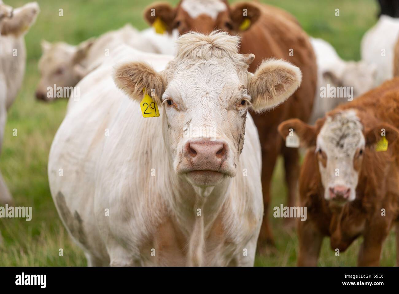 Cattle with tag on the ears on a farm in Scotland, UK, 202 Stock Photo