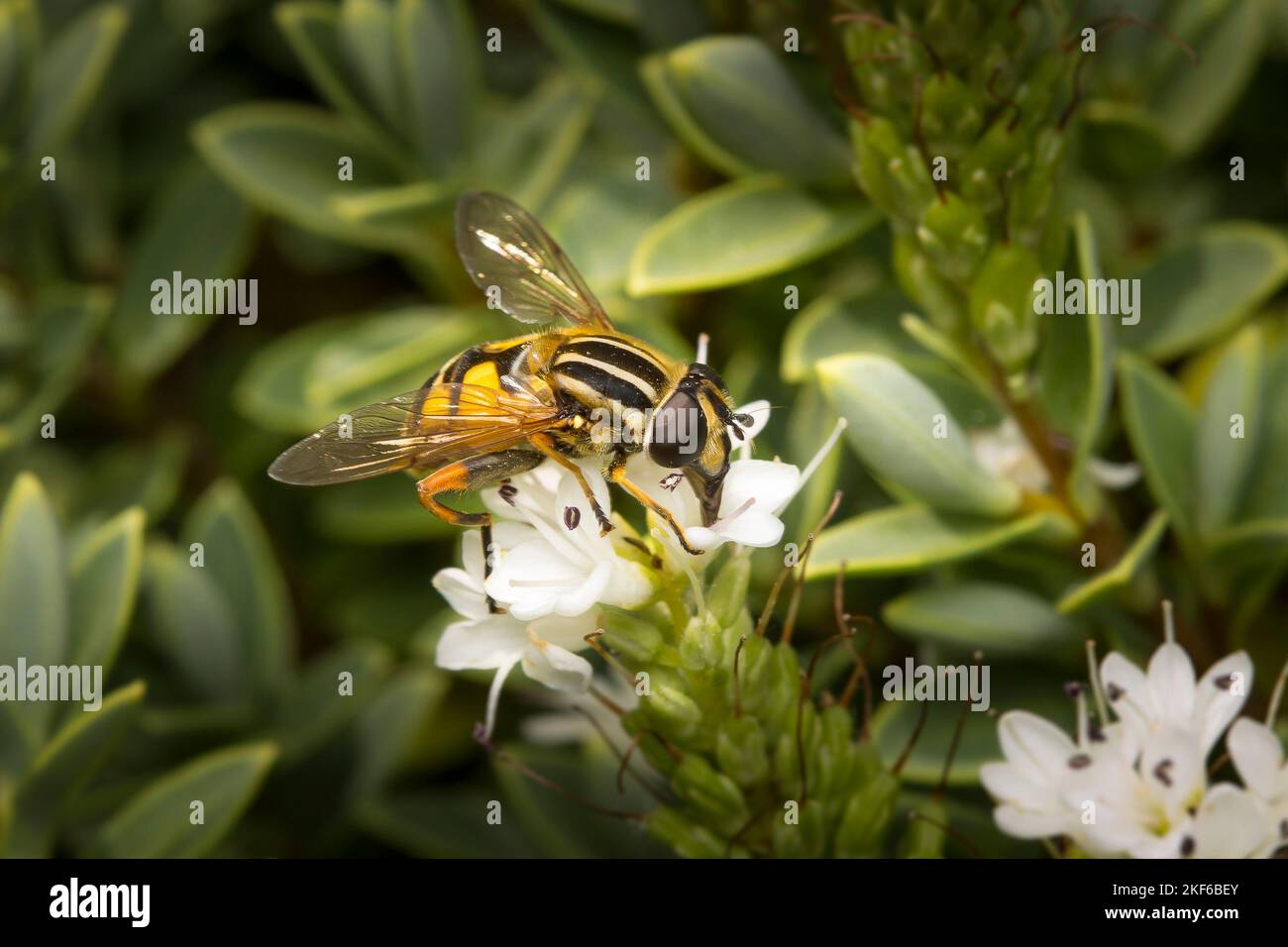 Insect wild flower hi-res stock photography and images - Alamy