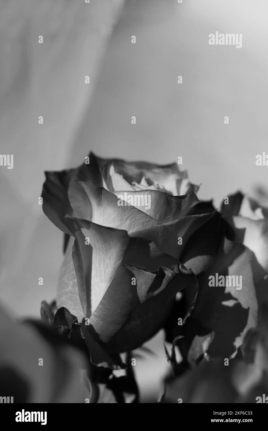 Beautiful bouquet of fresh roses and flowers in full bloom Ina black and white monochrome. Stock Photo