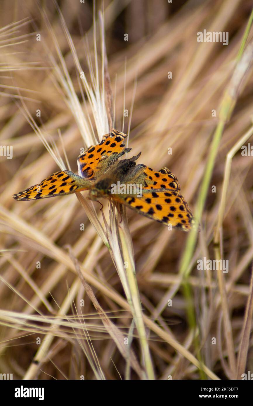 Asian comma hi-res stock photography and images - Alamy
