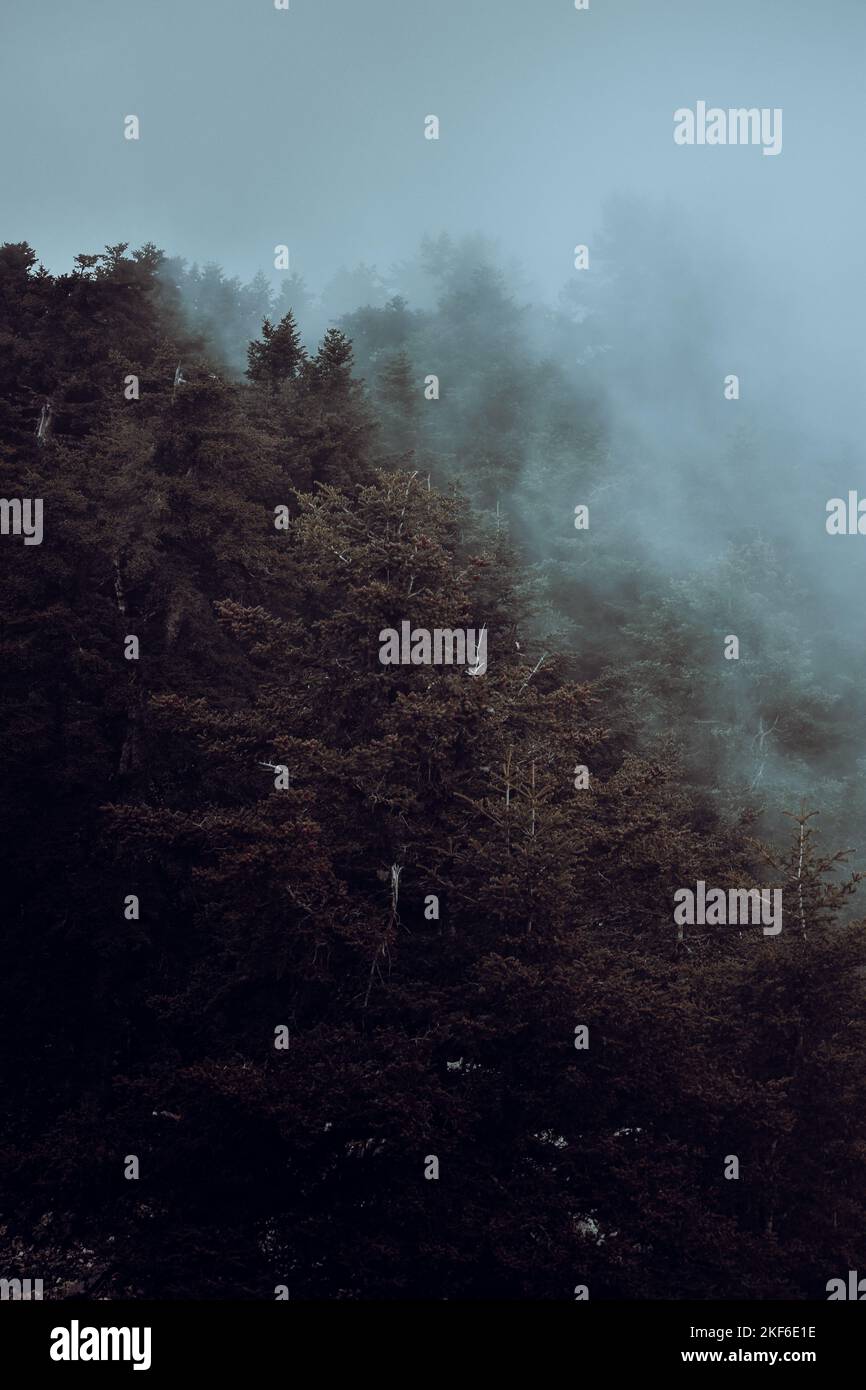 A vertical shot of high trees in the dense forest covered with thick ...