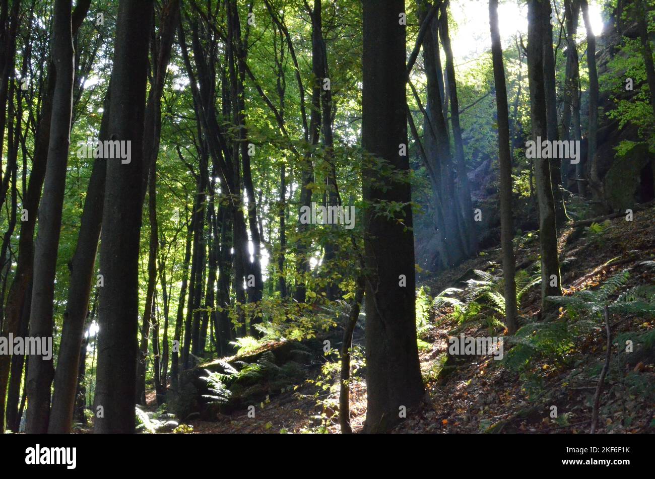Pfaelzer Wald palatinate Forest Summer Sun Rays Stock Photo Alamy