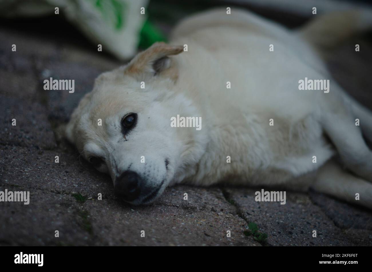golden retriever mix hires stock photography and images Alamy