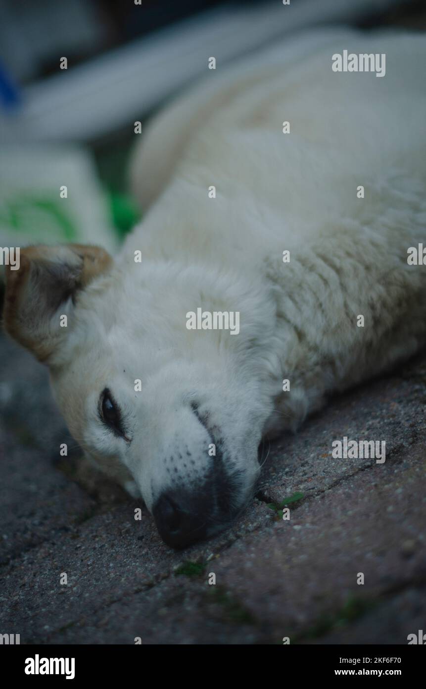 Corgi and labrador mix breed dog laying on a stone ground Stock Photo