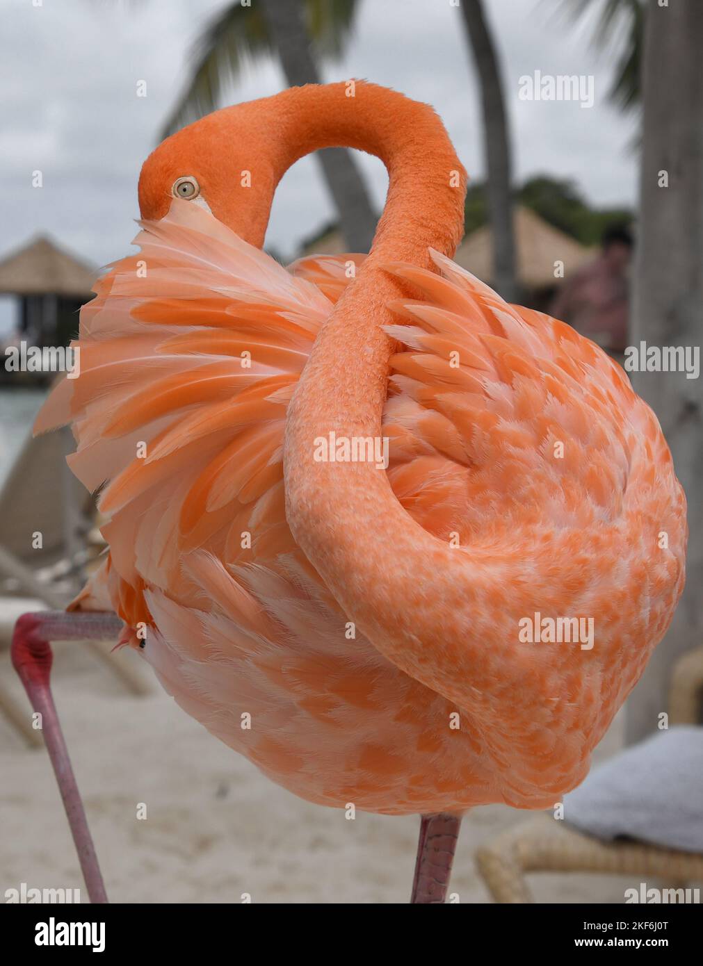 a beautiful pink Flamingo on Flamingo Beach, Aruba Stock Photo - Alamy