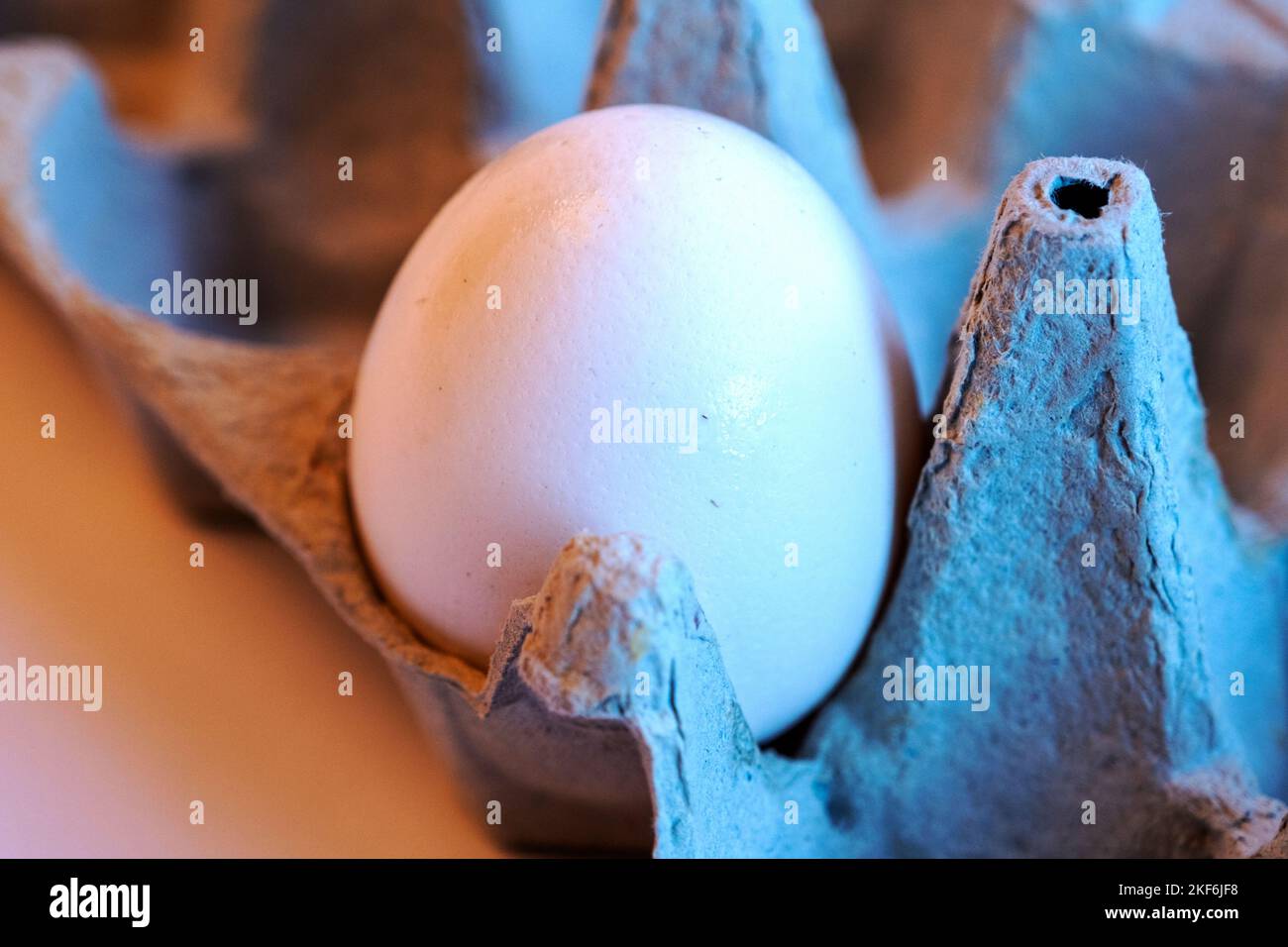 Closeup of one white egg in a paper tray. Minimalism on a white