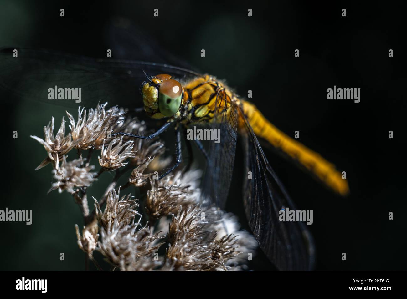 Dragonfly photographed close up. Dragonfly on a branch of grass Stock ...