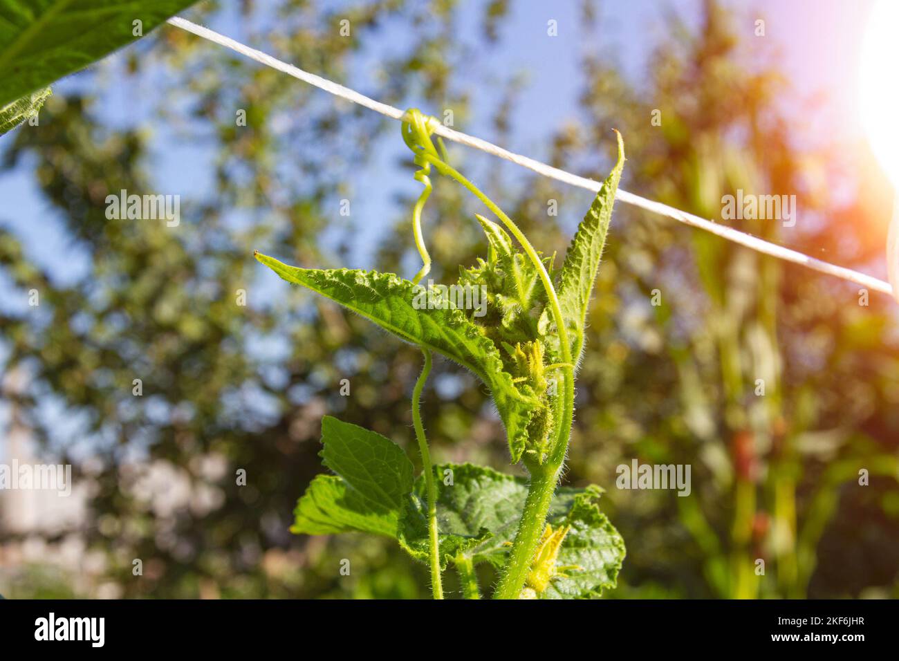 Flowering and fruiting of cucumbers. Green cucumbers. Yellow flower on