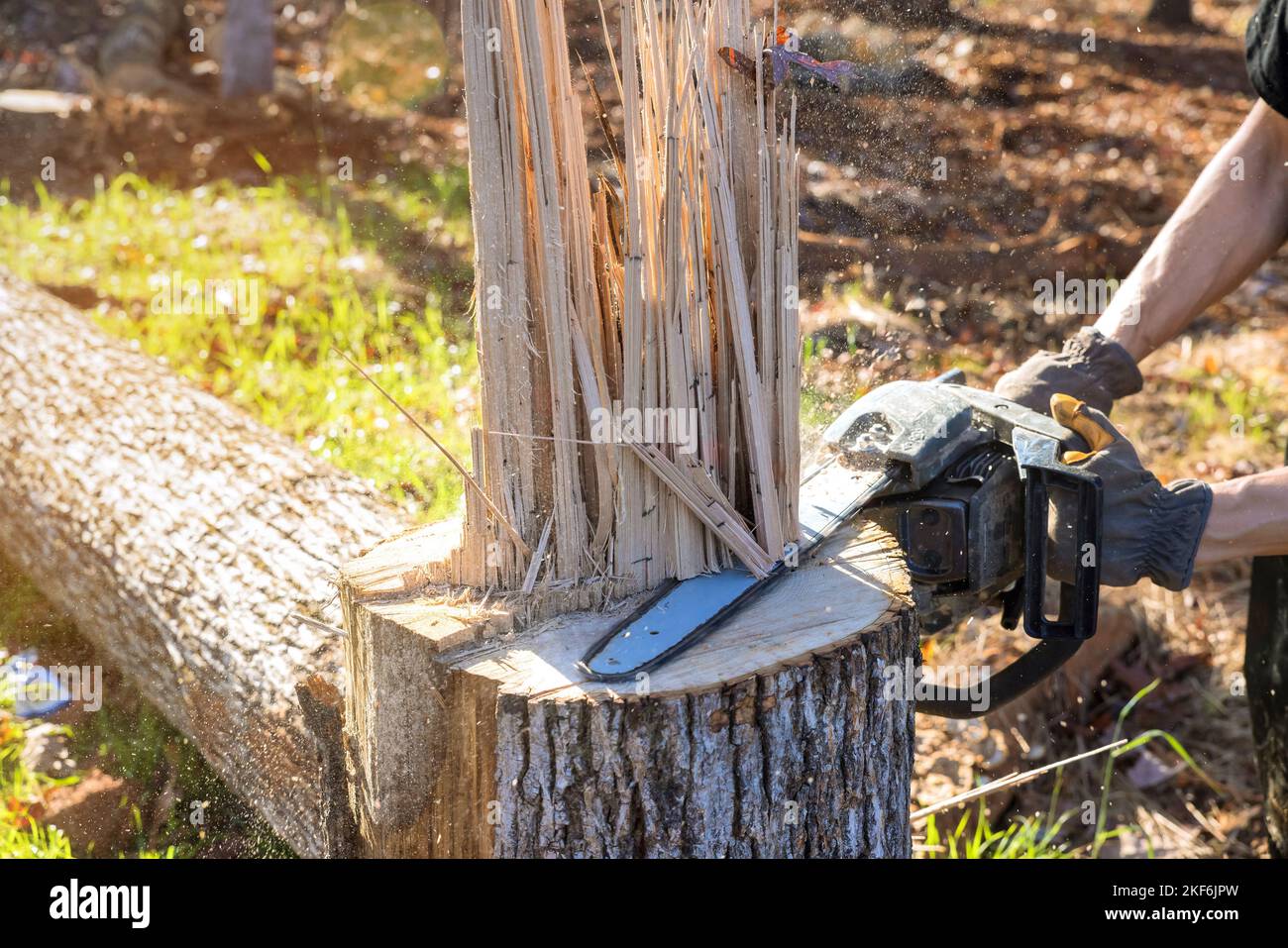 Professional man cutting down tree trunk with chainsaw after hurricane
