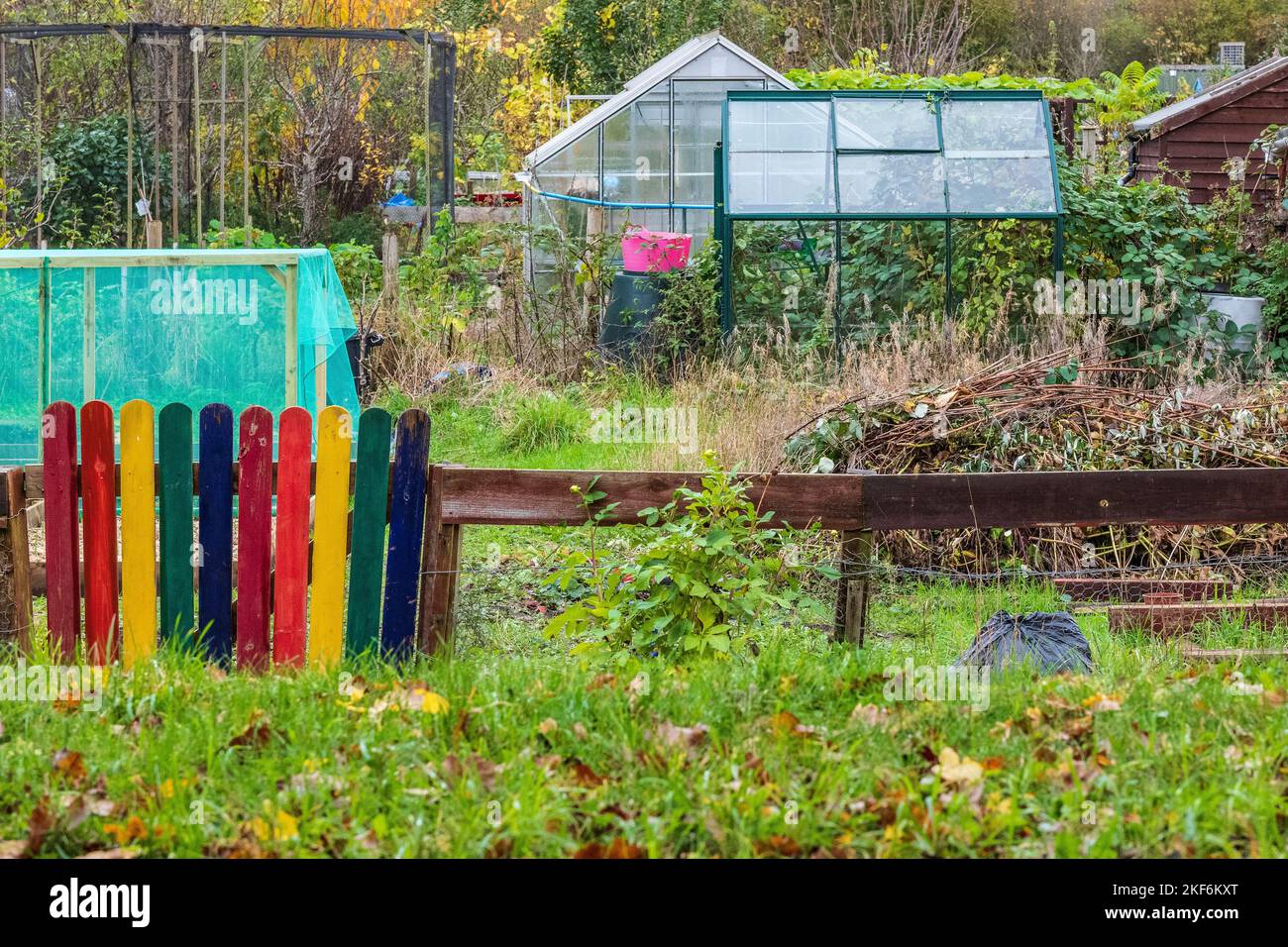 Growing vegetables in allotments, community gardens in Wales, UK