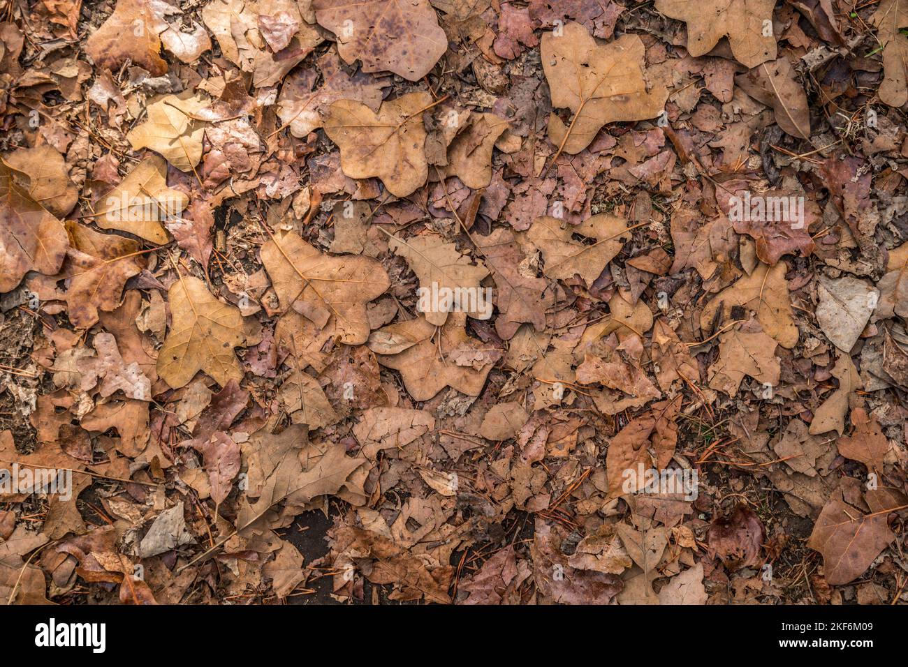 Looking downward at the forest floor covered with the fallen leaves of ...