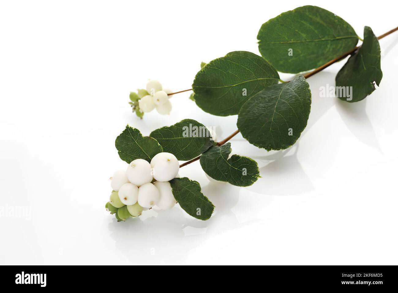 Snowberries  (Symphoricarpos albus), elevated view Stock Photo