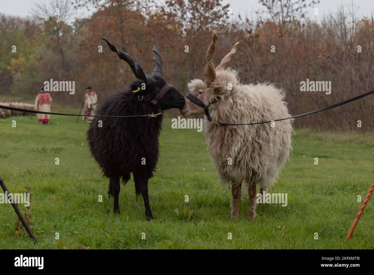 racka sheep in love Stock Photo