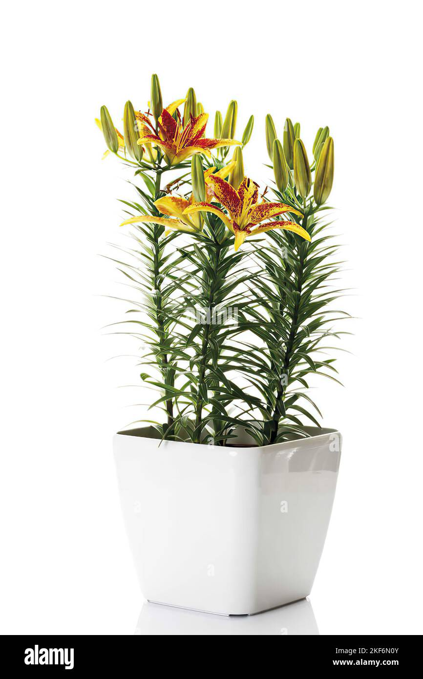 Tiger lily (Lilium tigrinum) in flowerpot Stock Photo