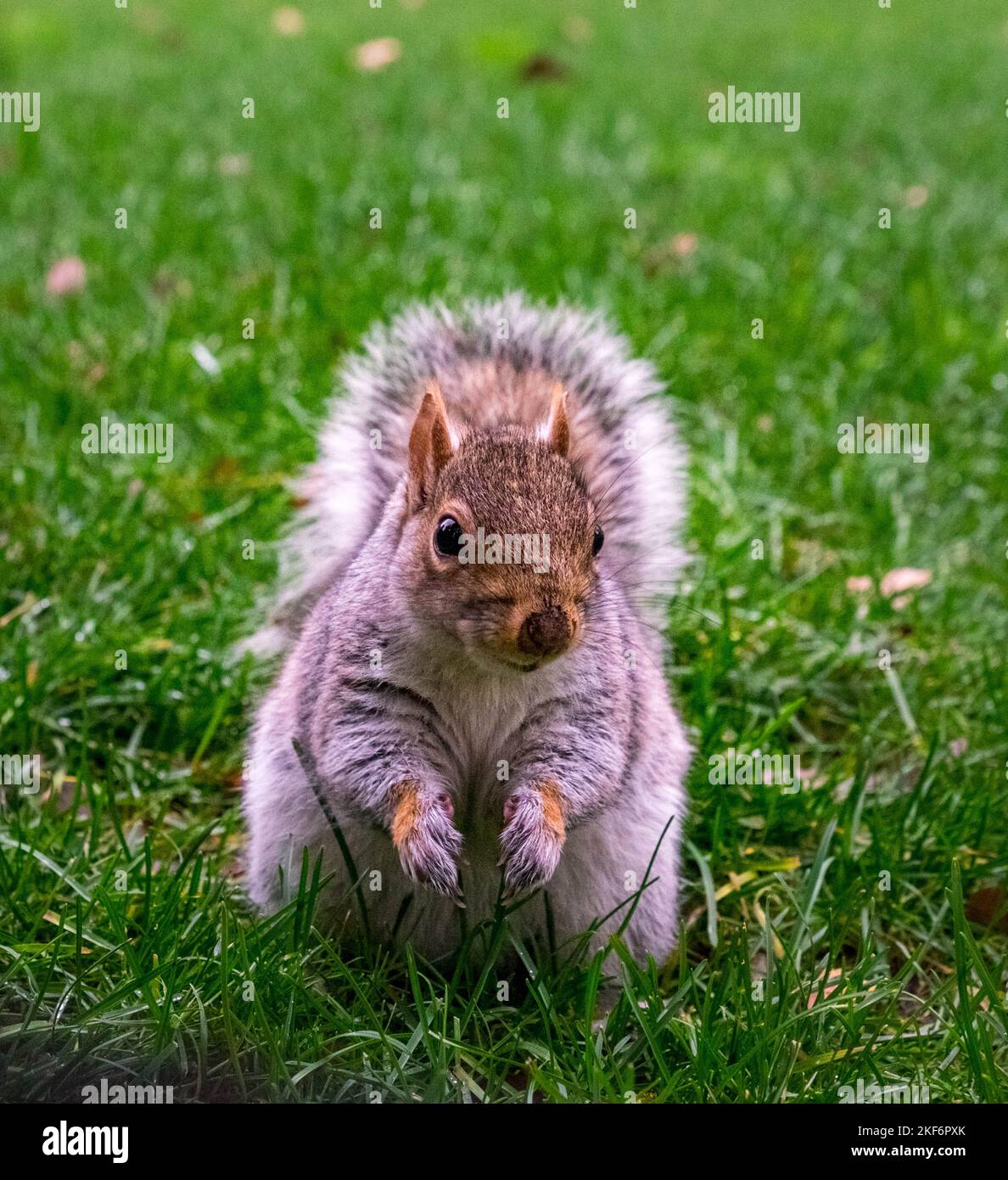 A cute squirrel standing in grass Stock Photo - Alamy