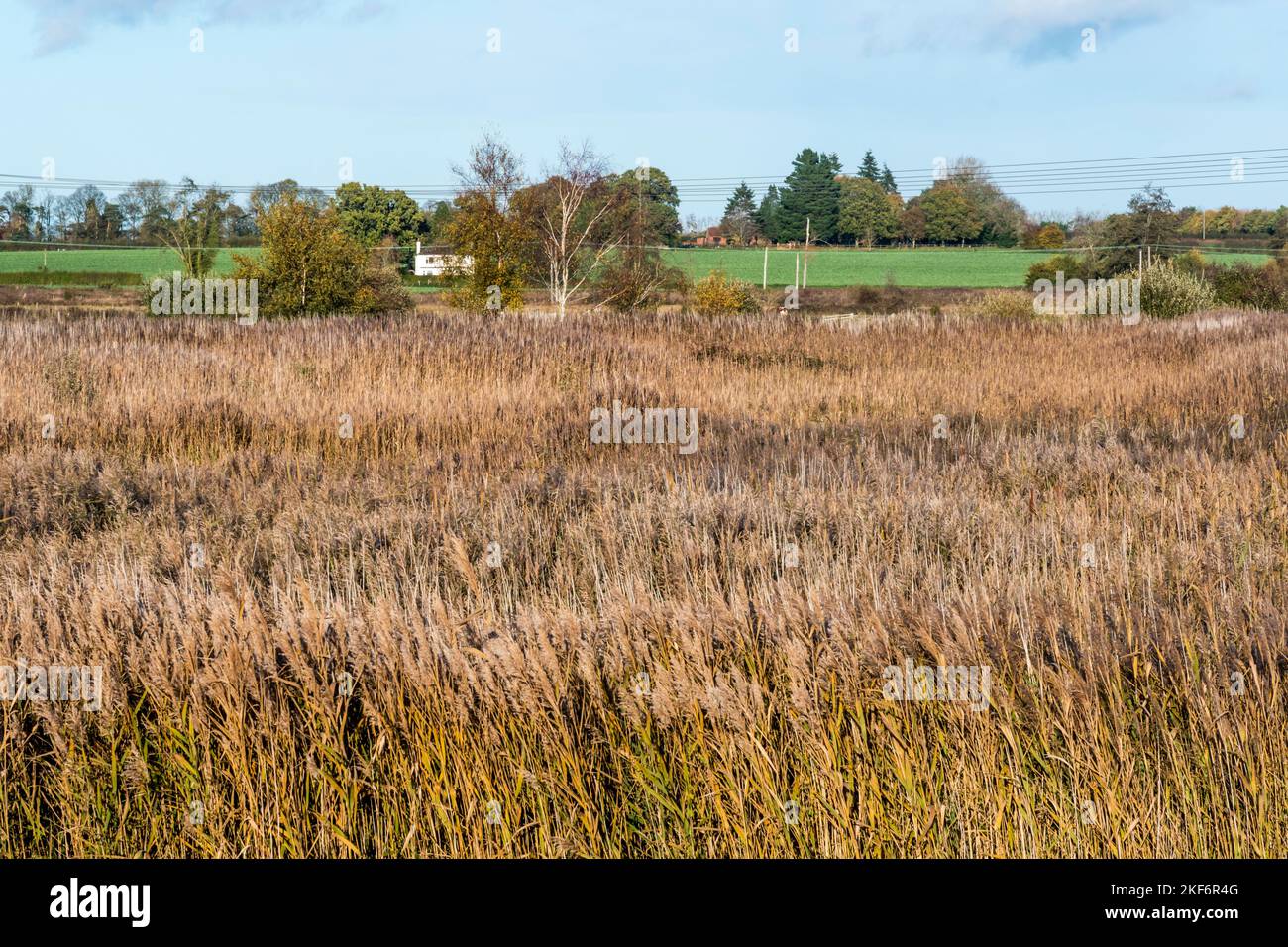 View over reedbeds at Sculthorpe Moor Nature Reserve, Norfolk. From Scrape Hide 1, Also known as Victors Hide. Stock Photo