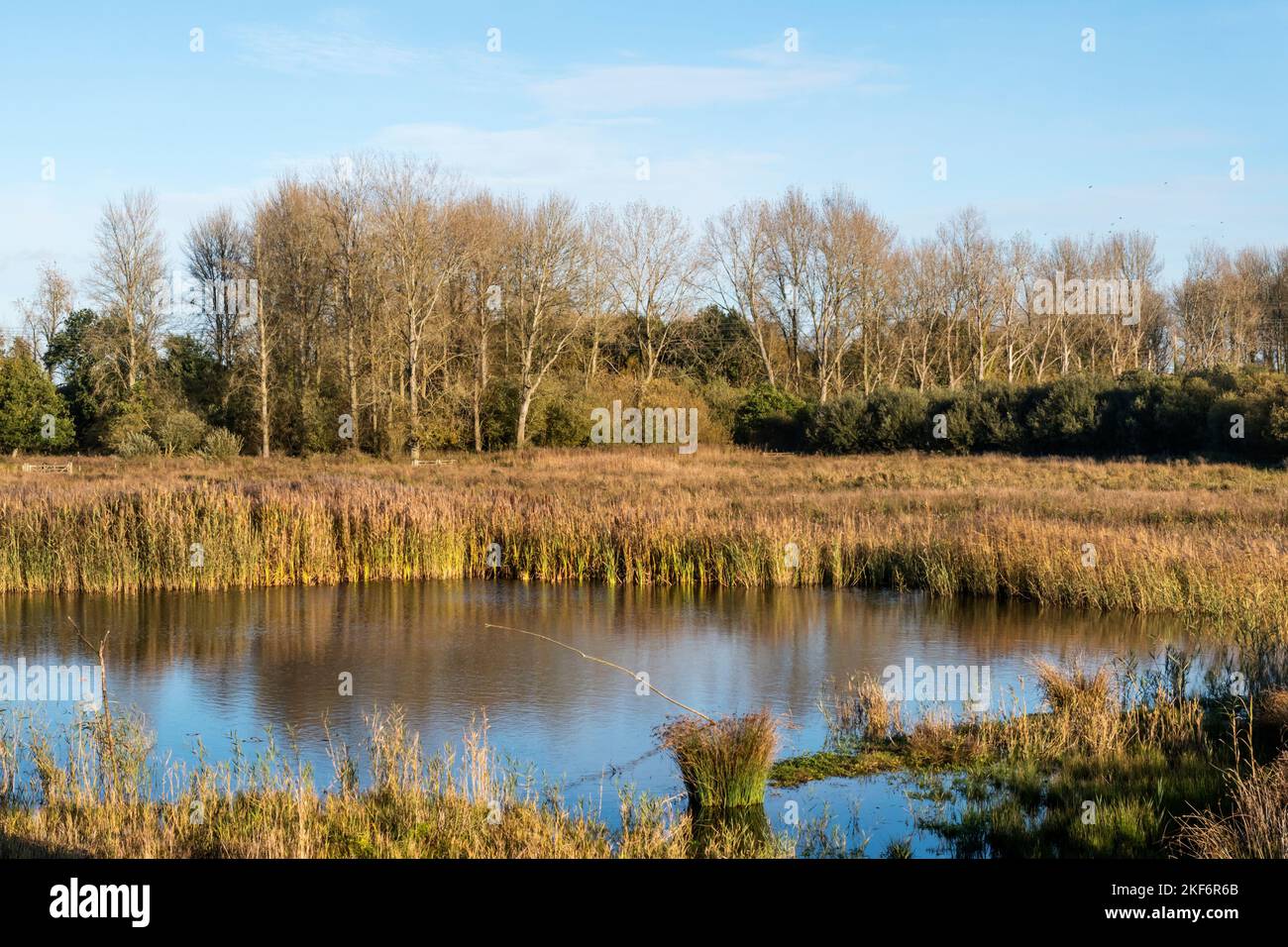 View over pond & reedbeds at Sculthorpe Moor Nature Reserve, Norfolk. From Scrape Hide 1, Also known as Victors Hide. Stock Photo