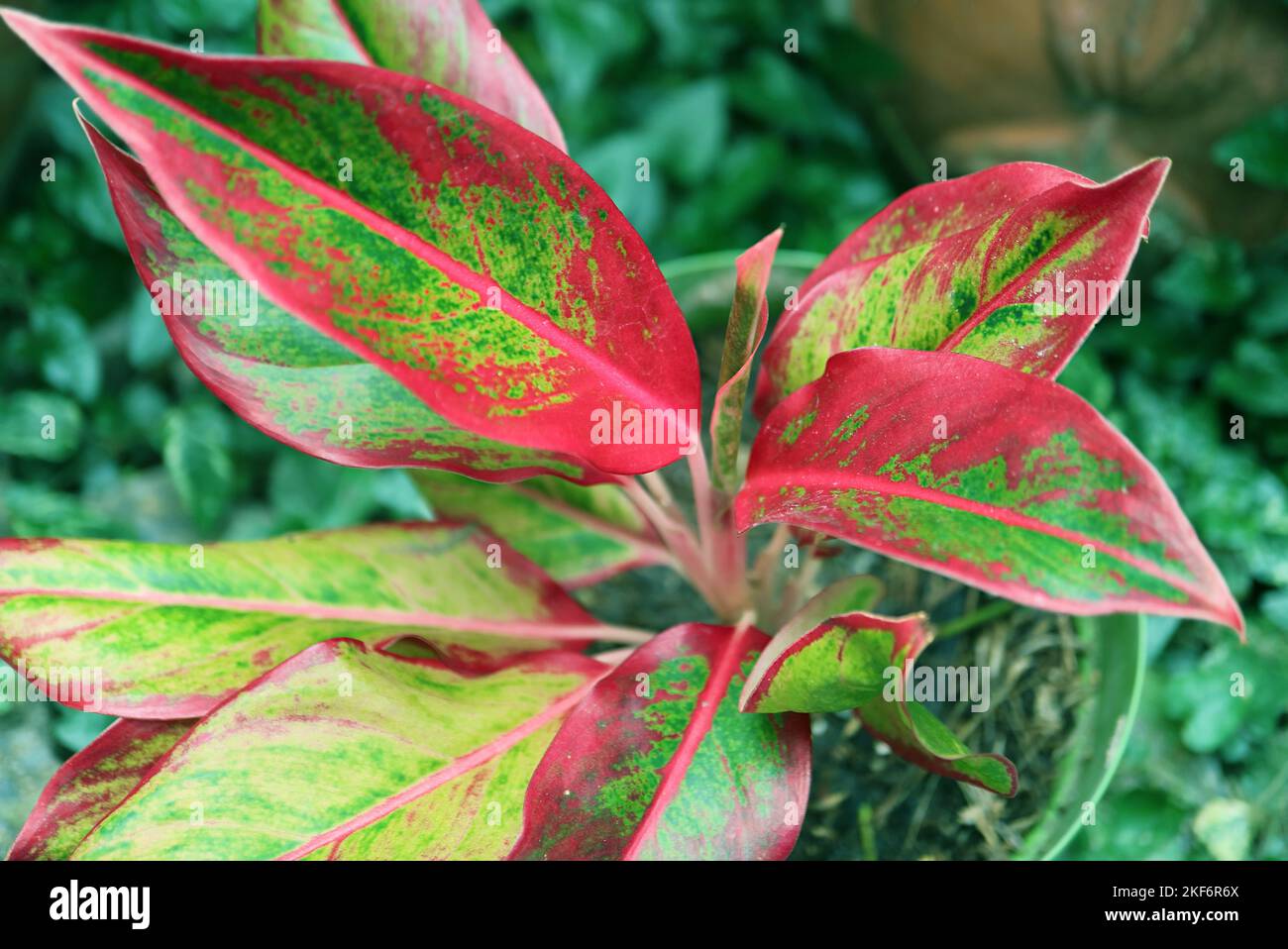 Closeup of Potted Red Aglaonema or Aglaonema Siam Aurora Plant in the Garden Stock Photo