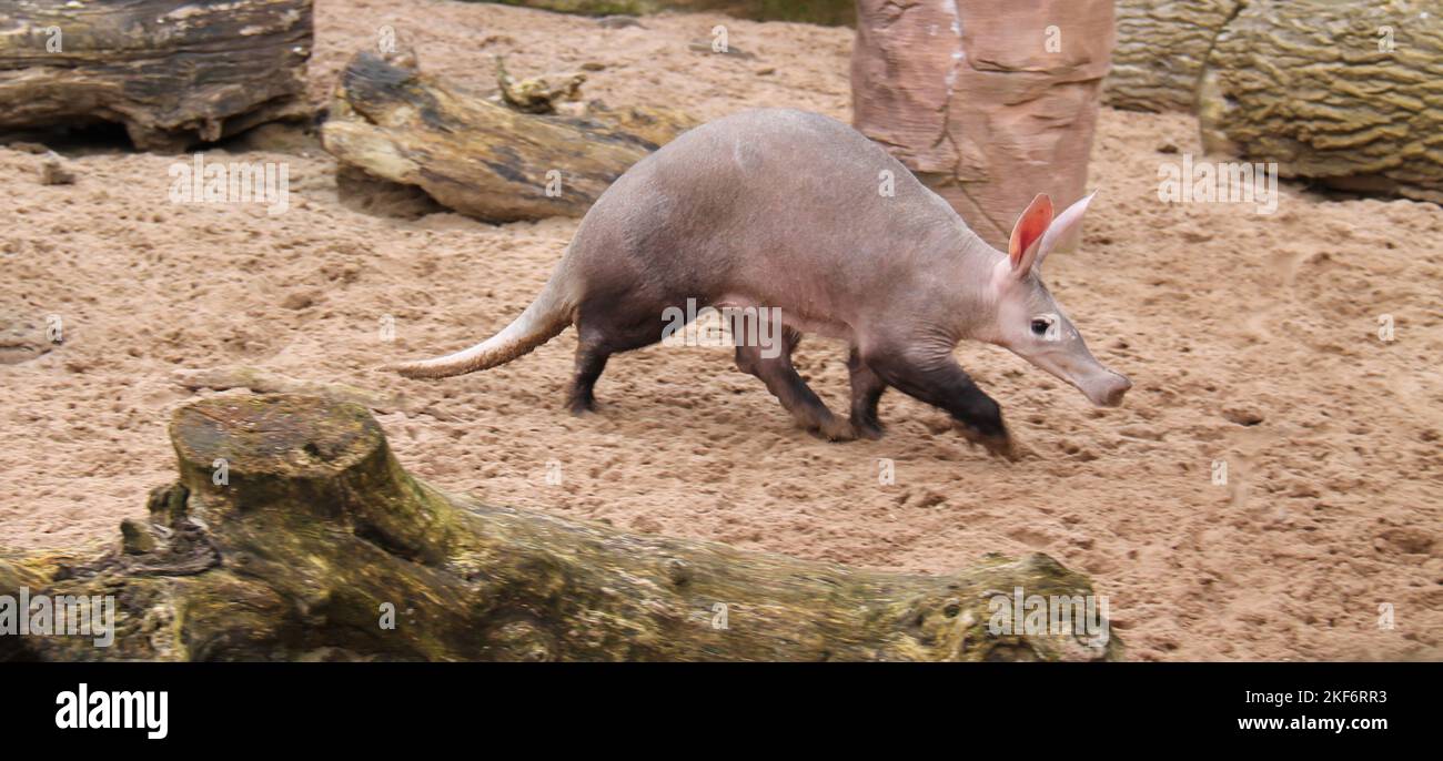 Aardvark animal hi-res stock photography and images - Alamy Aardvark animal hi-res stock photography and images - Alamy