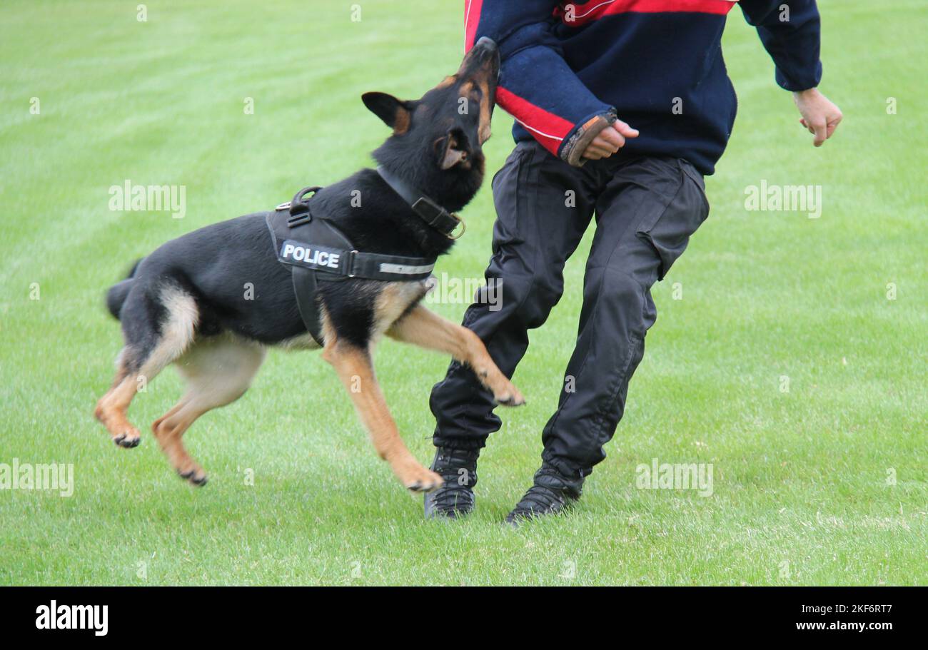 An Alsatian Police Dog on a Training Exercise. Stock Photo