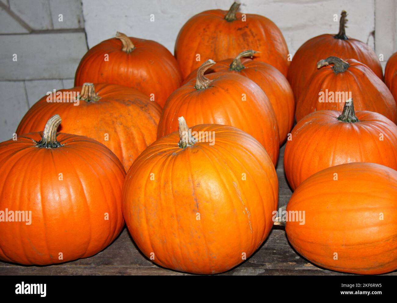 A Great Collection of Freshly Grown Orange Pumpkins. Stock Photo