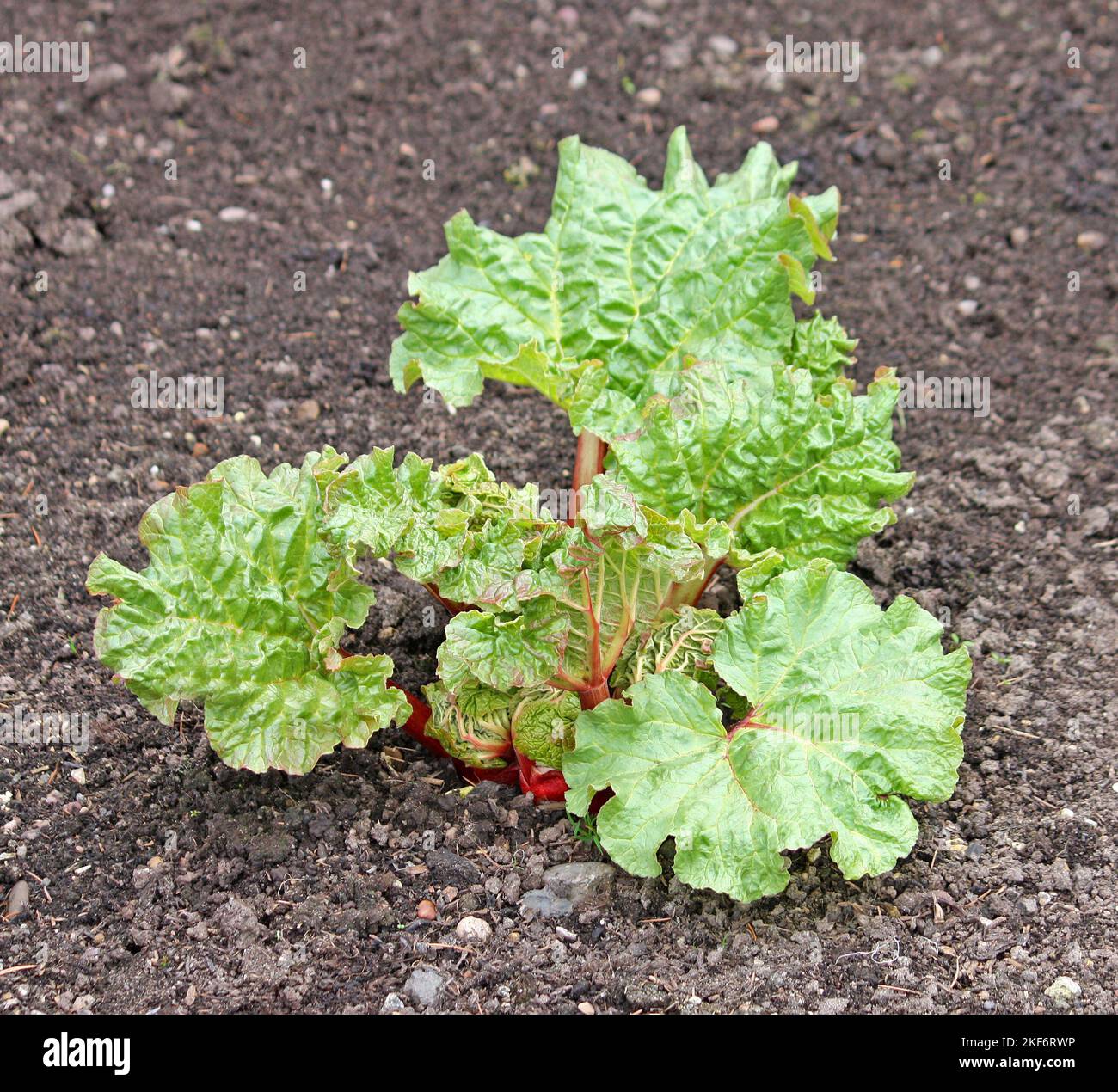 A Young Healthy Rhubarb Plant with Large Green Leaves. Stock Photo