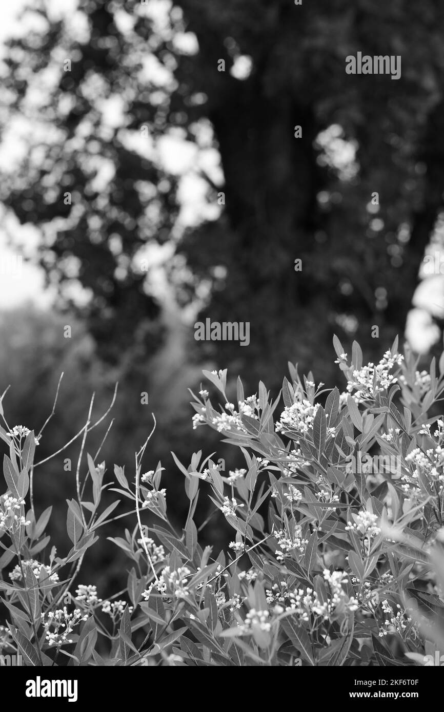 Stunning wildflowers Black and White Stock Photos & Images - Alamy
