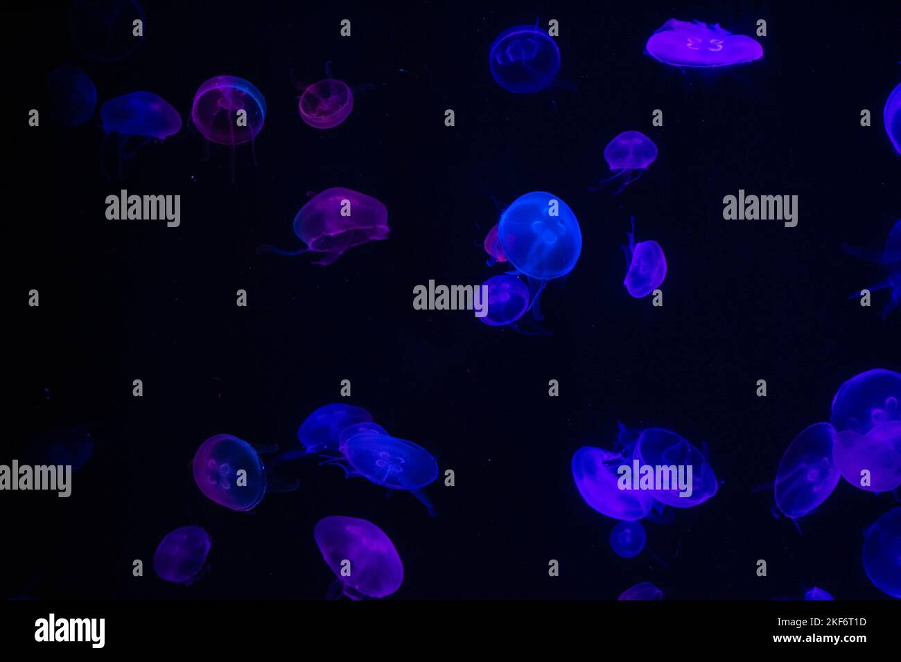 The view of Aurelia aurita fishes swimming and illuminating in the darkness Stock Photo