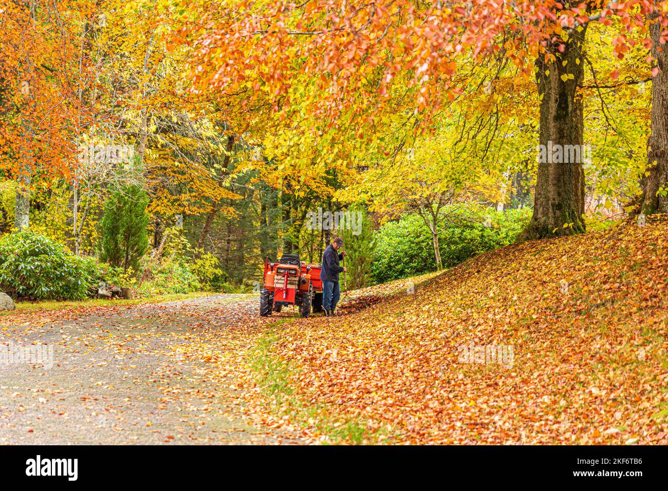 Raking up autumn leaves in the woodlands of Blairmore House near Torry,  Aberdeenshire, Scotland UK Stock Photo