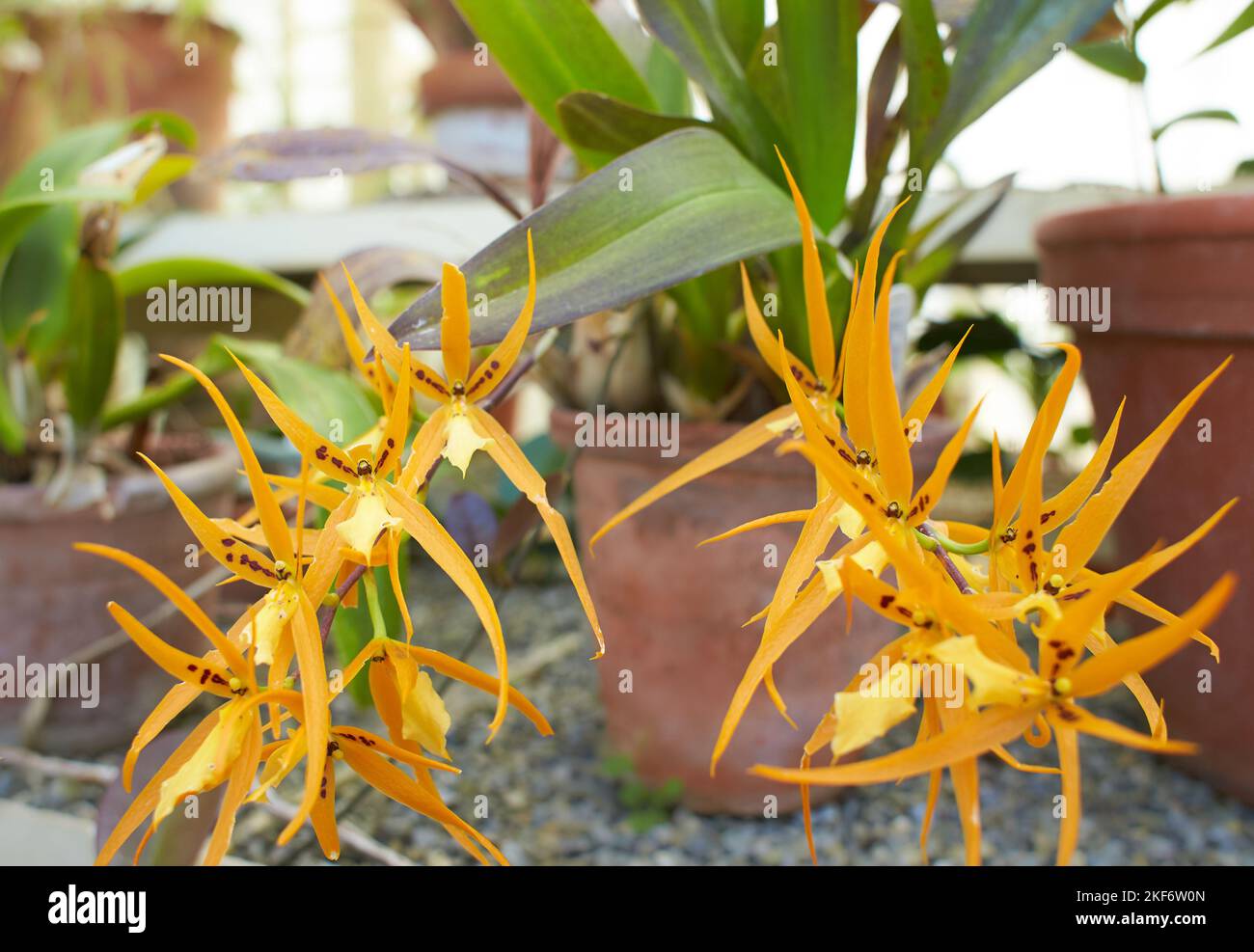 Yellow flowers of orchidaceae brassia hybrid bougour in the garden. Summer and spring time Stock Photo