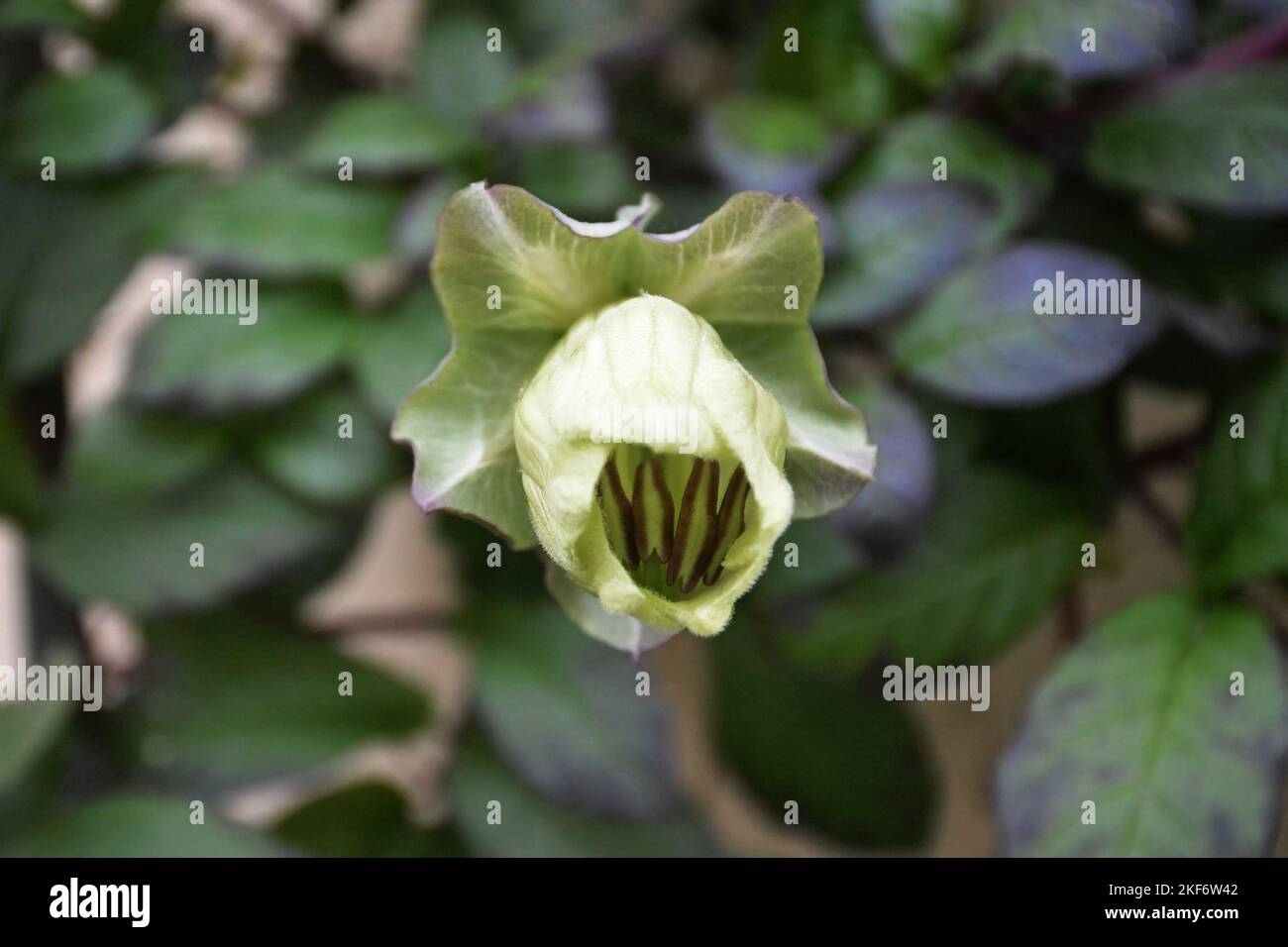 Close up of CupandSaucer Vine (Cobaea scandens Stock Photo Alamy