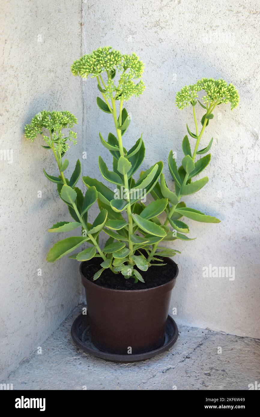 Sedum plant (sedum spectabile ) in flower pot. Autumn joy sedum Stock Photo