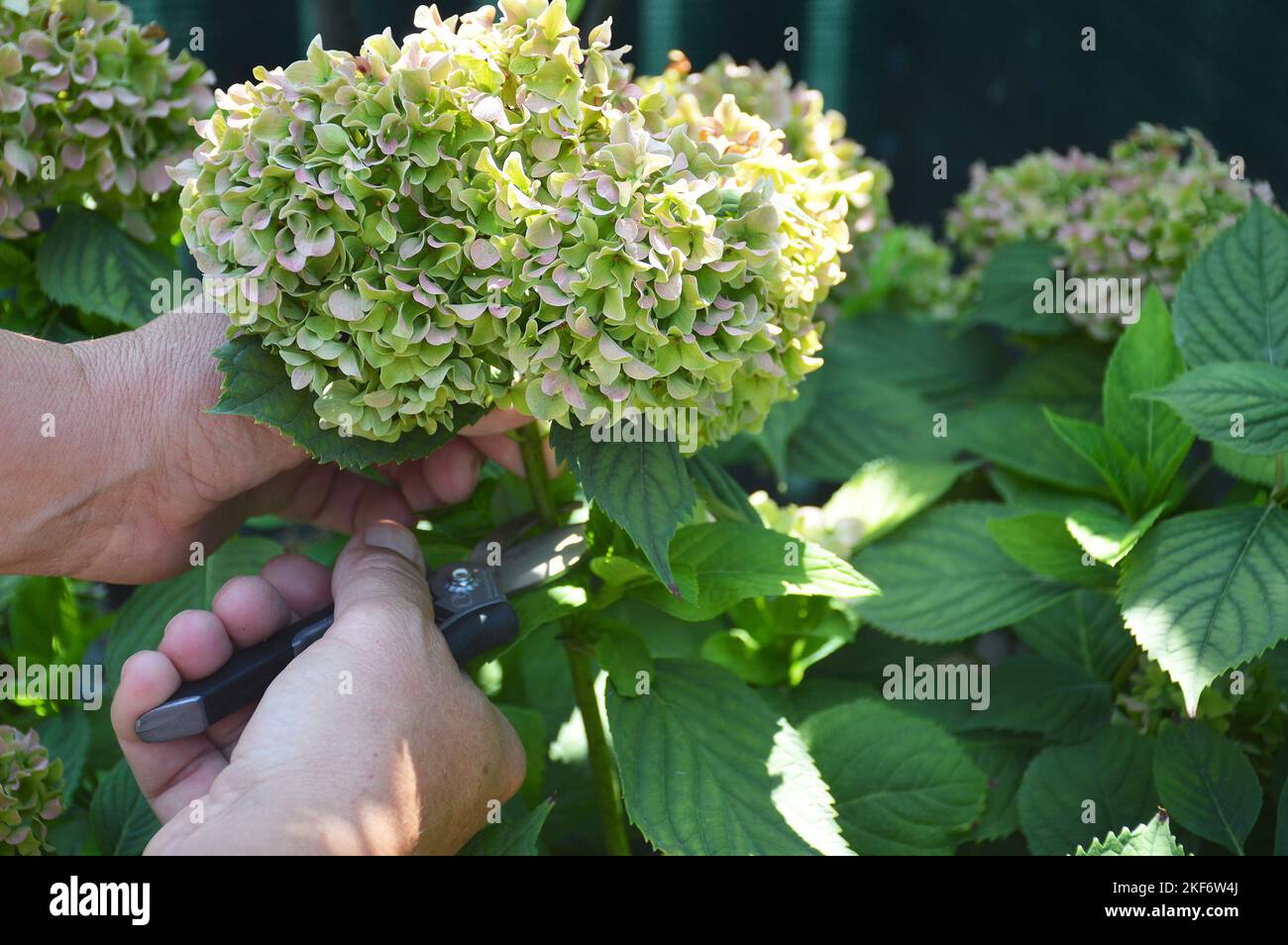 Deadheading hydrangea flowers. Man with secateurs cutting hydrangea