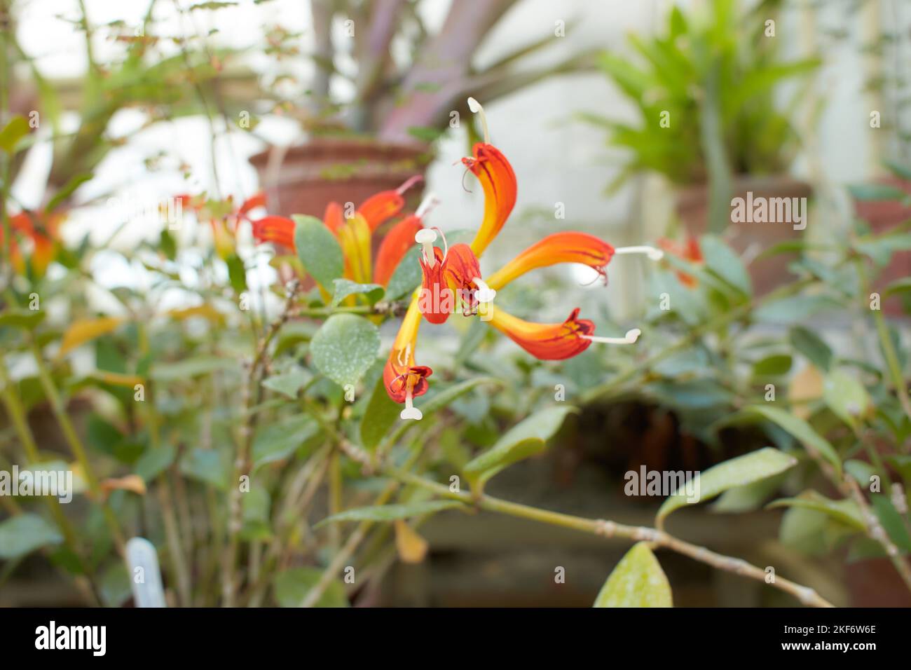 Orange flowers of AESCHYNANTHUS LIPSTICK in the garden. Summer and spring time Stock Photo