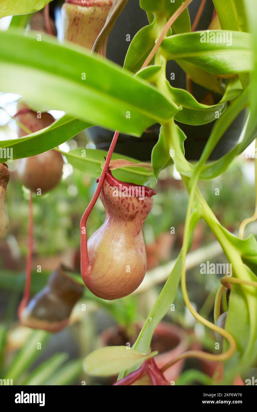 Vänt Ratta Red flowers of Carnivorous, Nepenthes ‘St.Pacificus, Nepenthes Ventrata ...