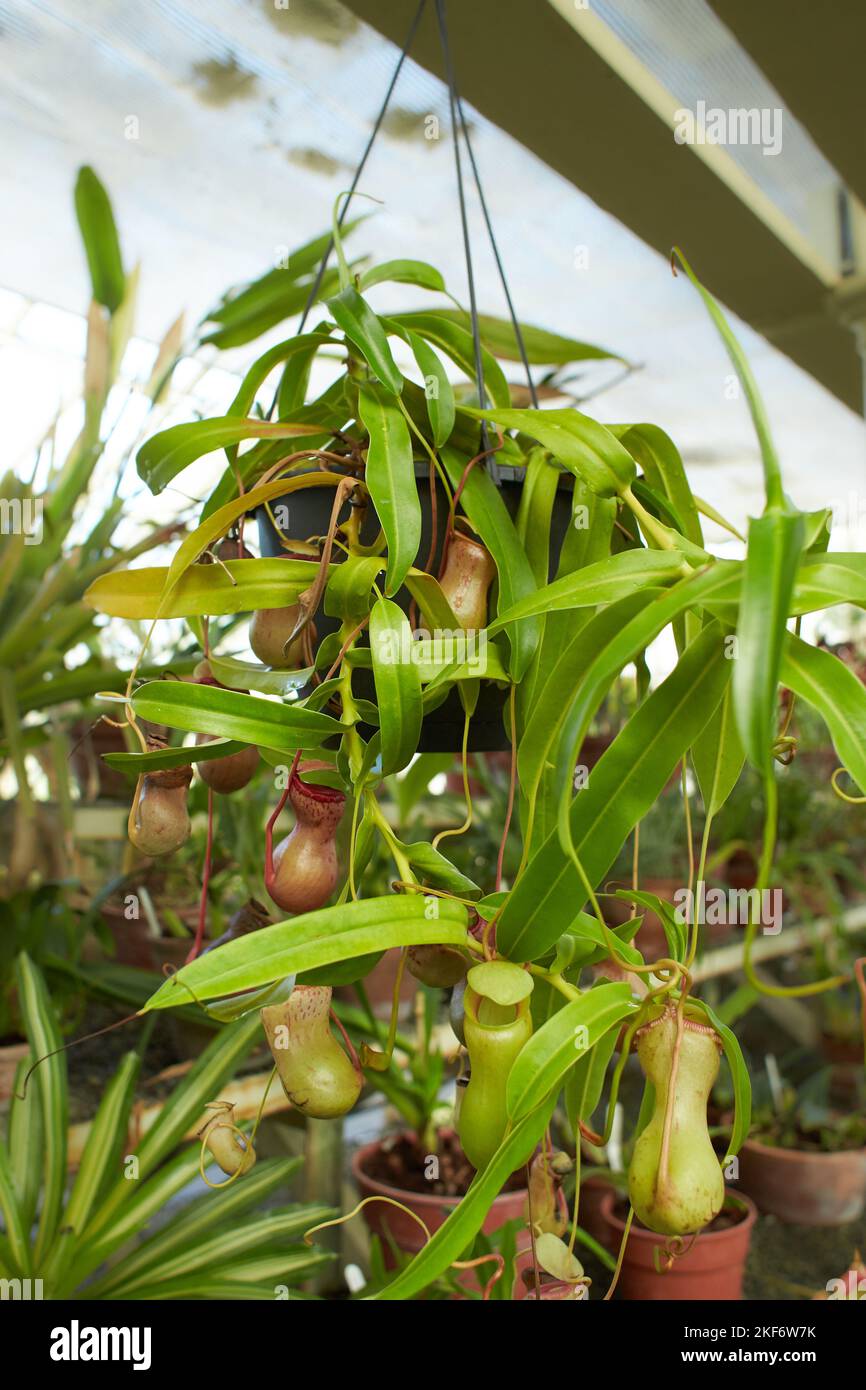 Vänt Ratta Red flowers of Carnivorous, Nepenthes ‘St.Pacificus, Nepenthes Ventrata ...
