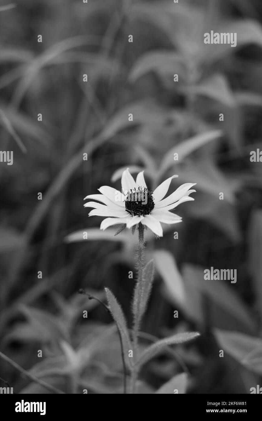 Full wildflowers Black and White Stock Photos & Images - Alamy