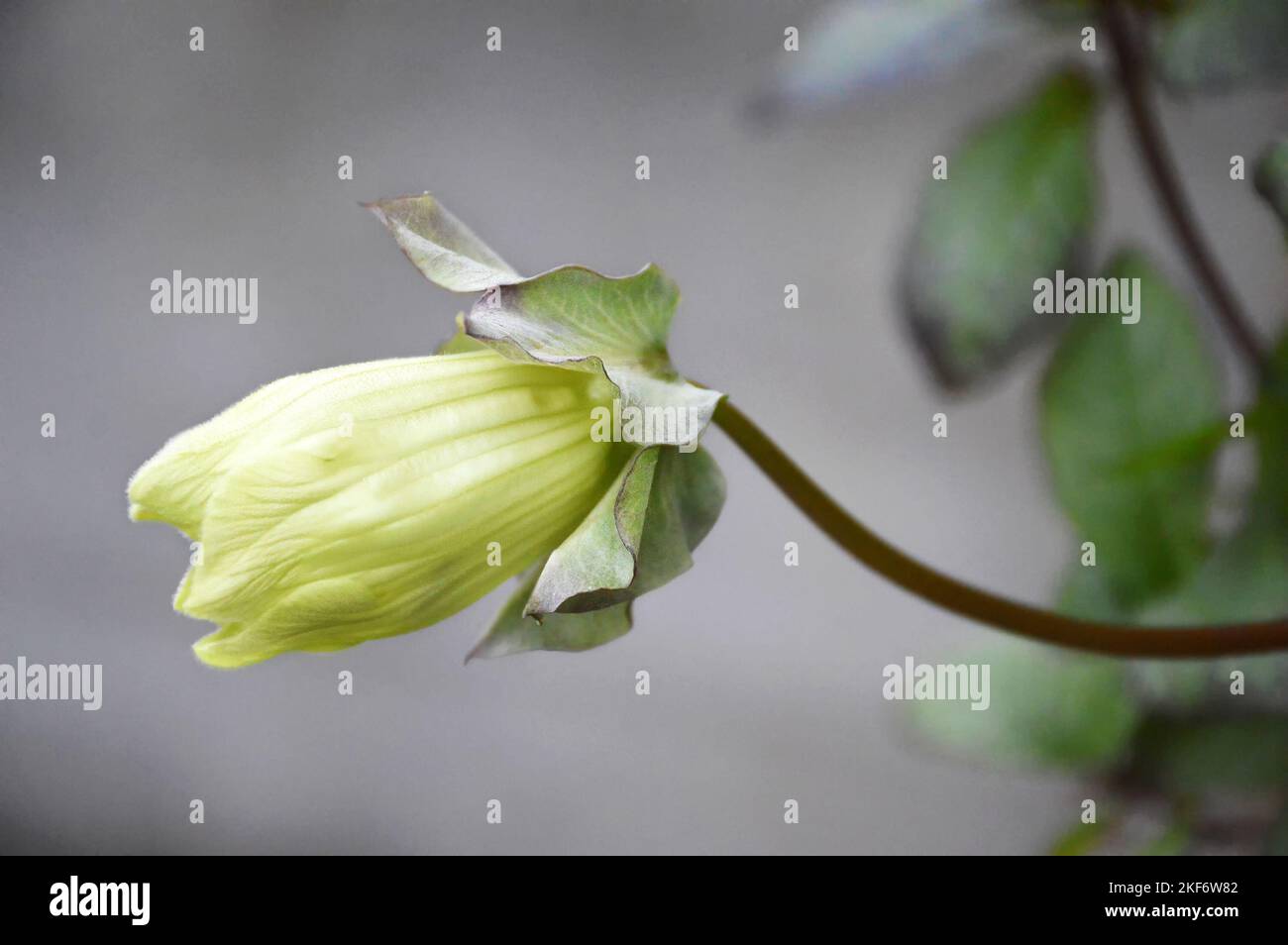 Cup-and-Saucer Vine (Cobaea scandens) Stock Photo