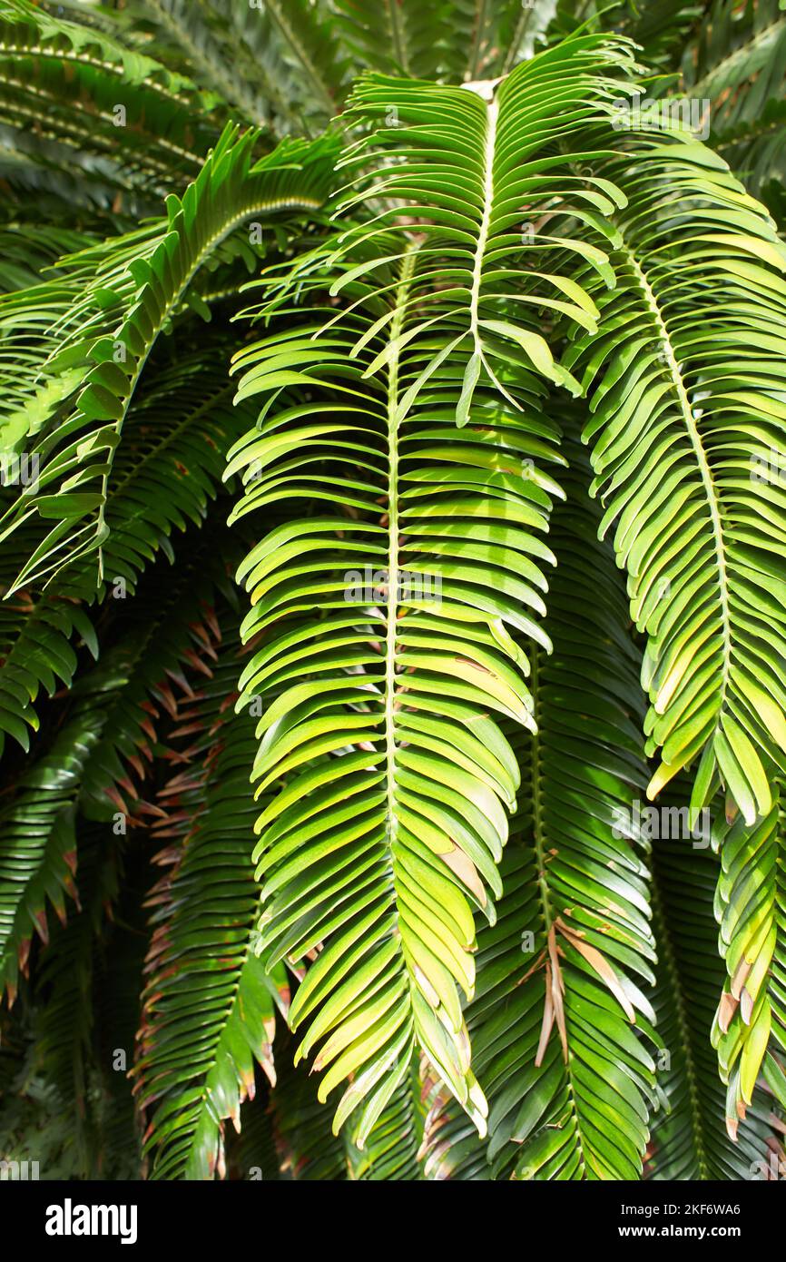 Tropical plants in jungle hi-res stock photography and images - Alamy