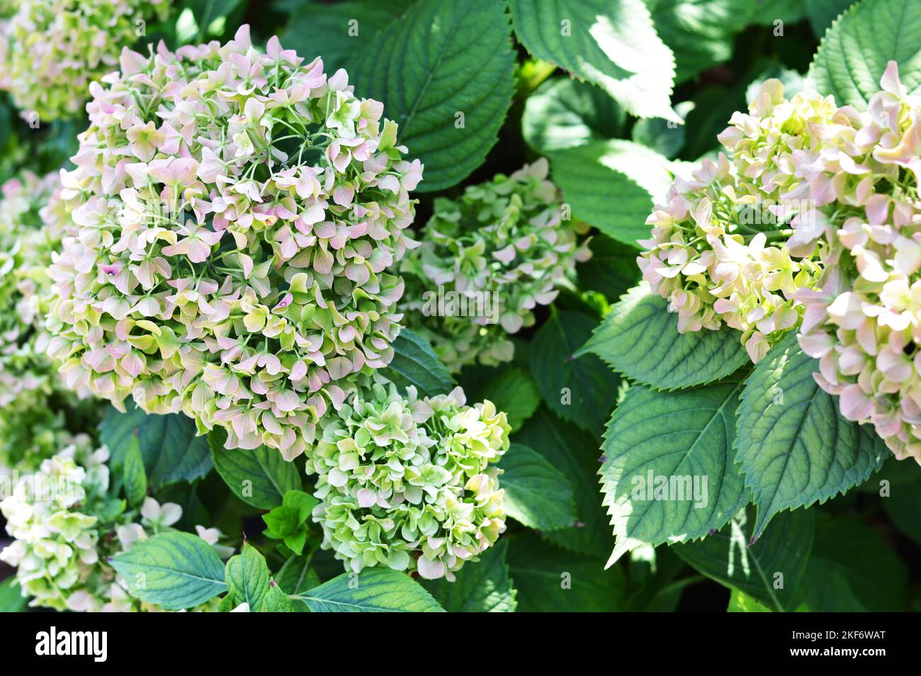 Hydrangea flowers in autumn garden. Hydrangea macrophylla background Stock Photo