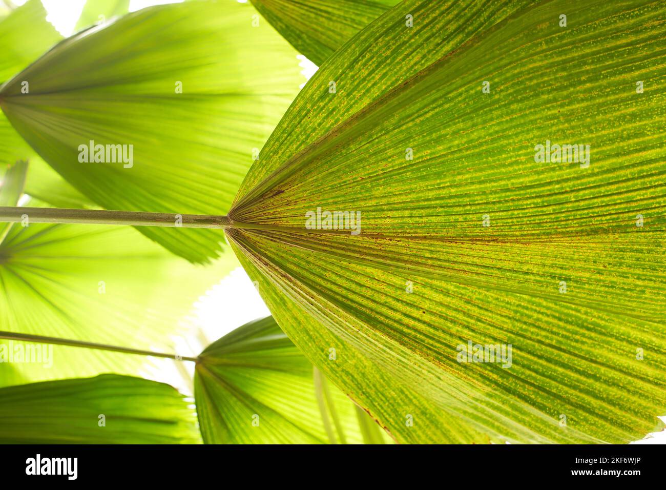Leafs of Licuala grandis in the garden. Summer and spring time Stock Photo