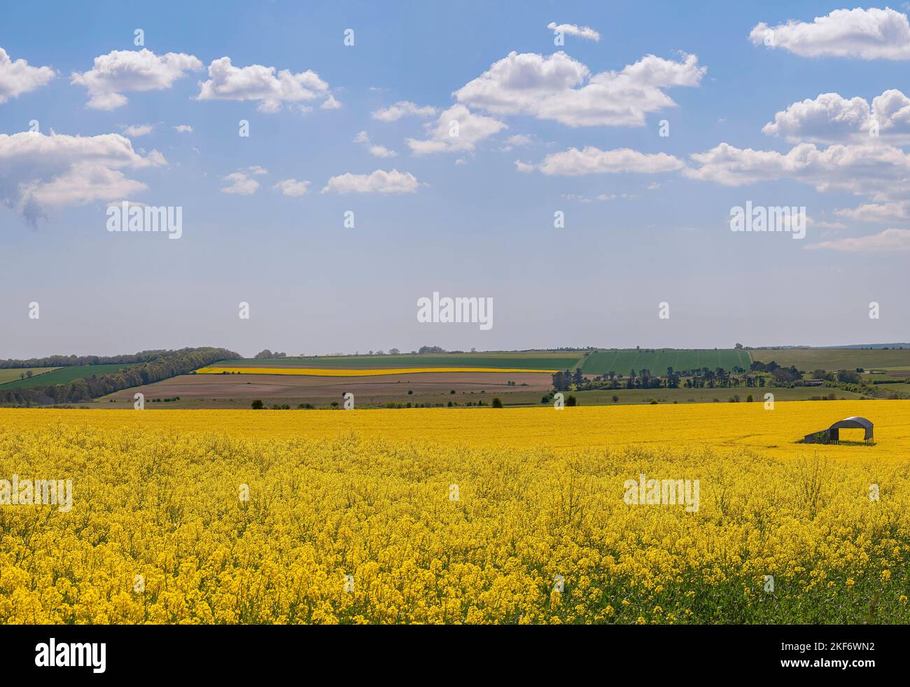 Field of rapeseed flowers with a old corrugated steel barn with  farm crops up the hills in the dorset countryside on a sunny summers day. Stock Photo