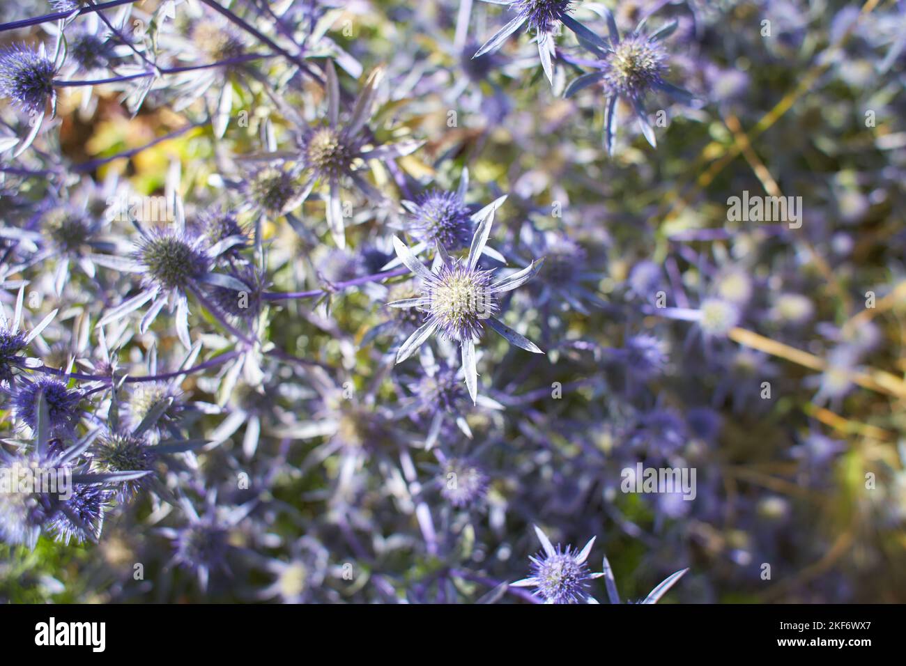 Blue flowers of apiaceae eryngium tripartitum in the garden. Summer and spring time Stock Photo