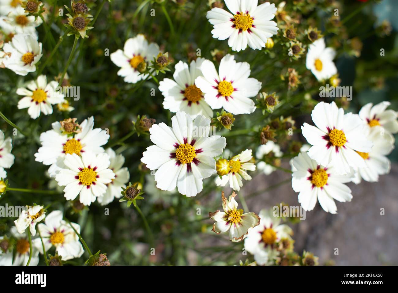 White flowers of Cosmos in the garden. Summer and spring time Stock Photo